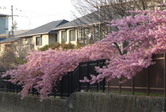 淀の河津桜３