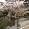  桜散り始め４