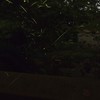 StarStaX_P6082586-P6082599_lighten