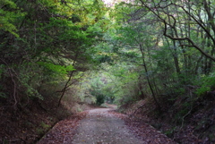 朝の散歩道少し秋色3