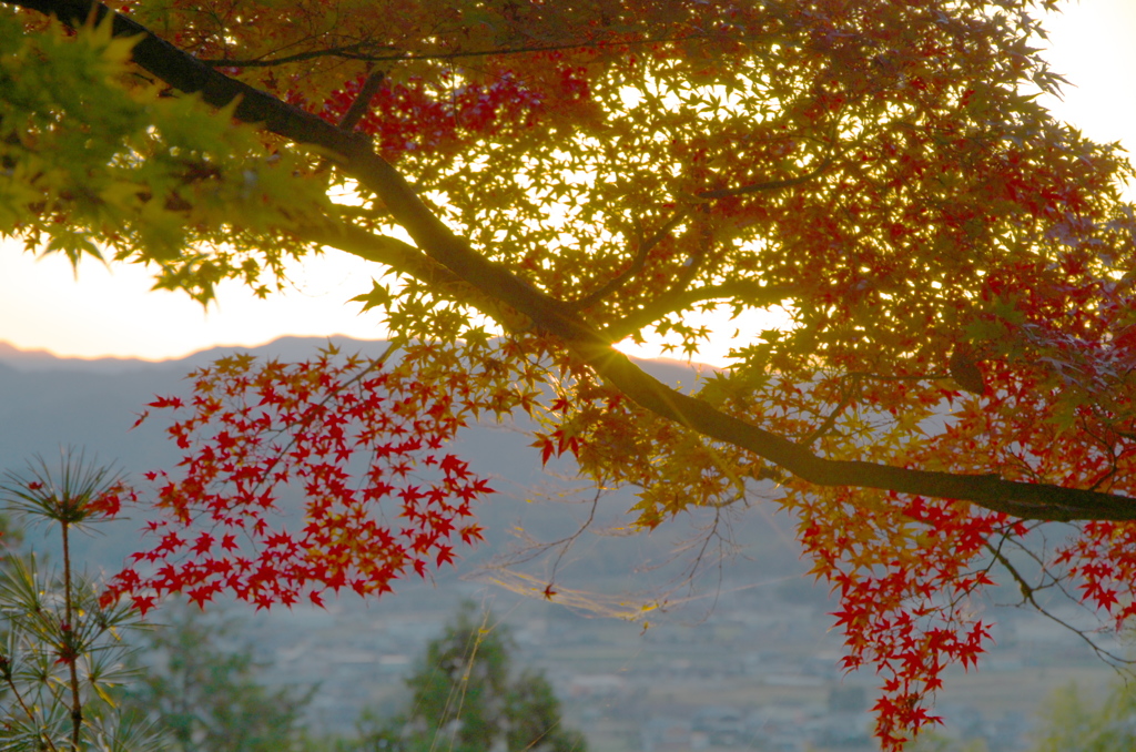 九品寺　紅葉　2018