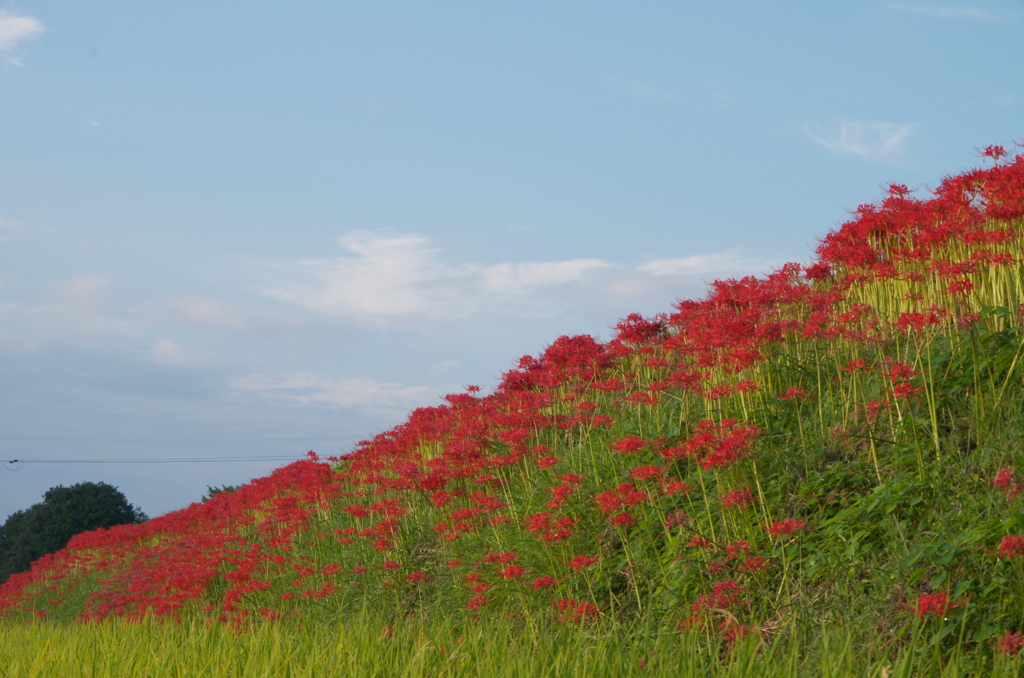 青空と彼岸花