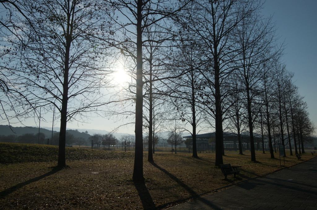 朝の木漏れ日　その１