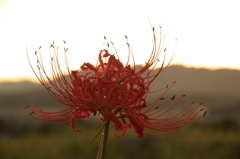 九品寺彼岸花２