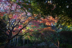 九品寺　紅葉　2018