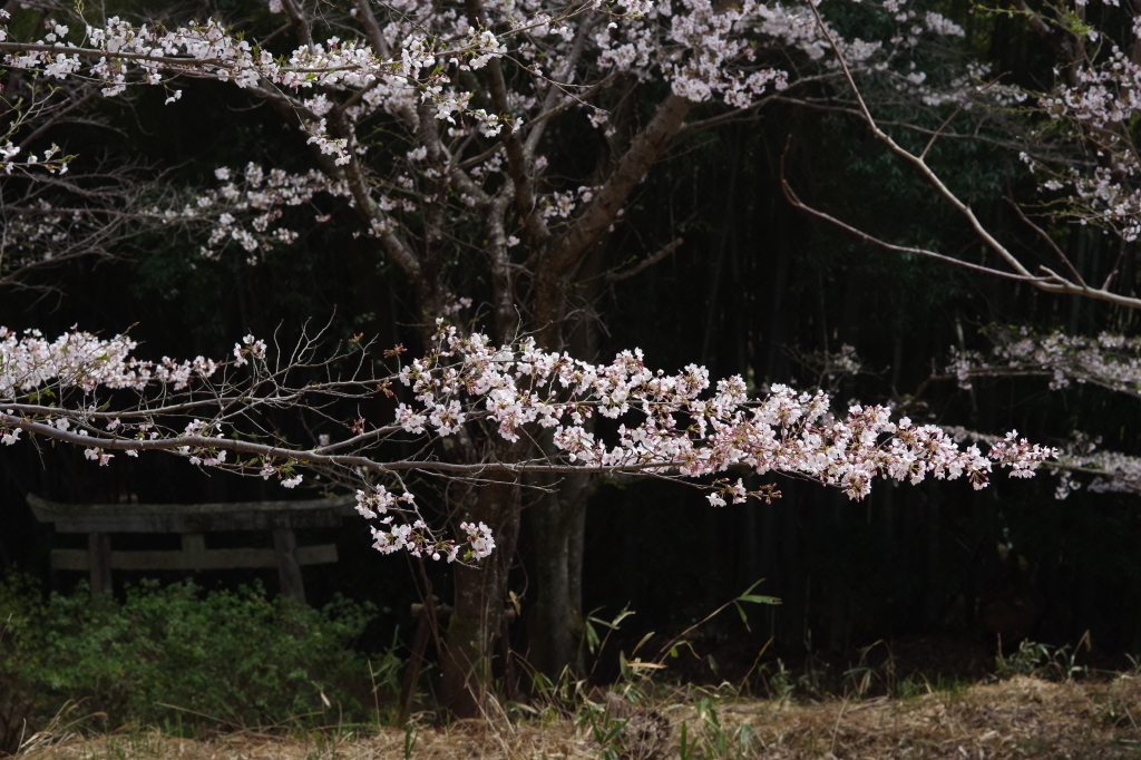 2024年の桜２