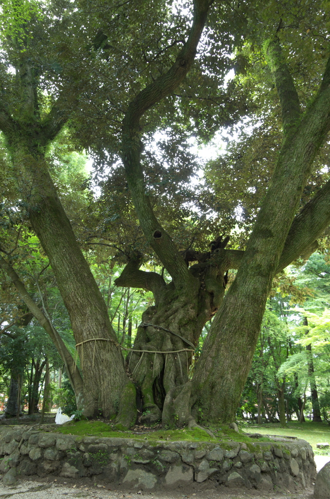 上賀茂神社睦（むつみ）の木