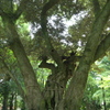 上賀茂神社睦（むつみ）の木