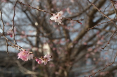 京都二条公園の桜２