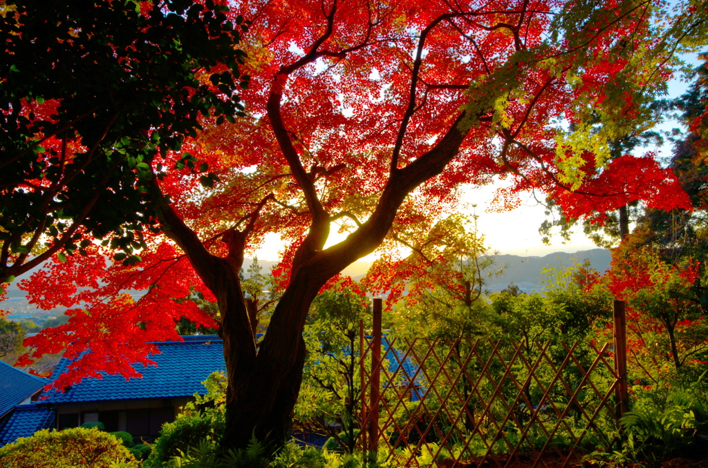 九品寺　紅葉　2018