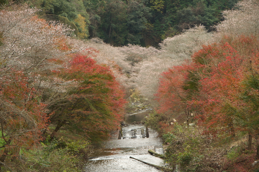 四季桜１