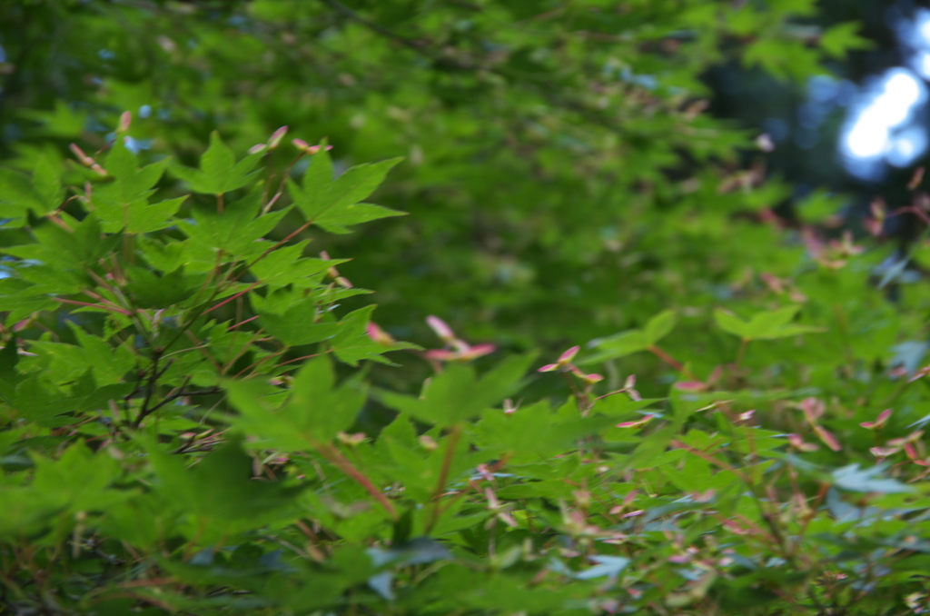 竹トンボ