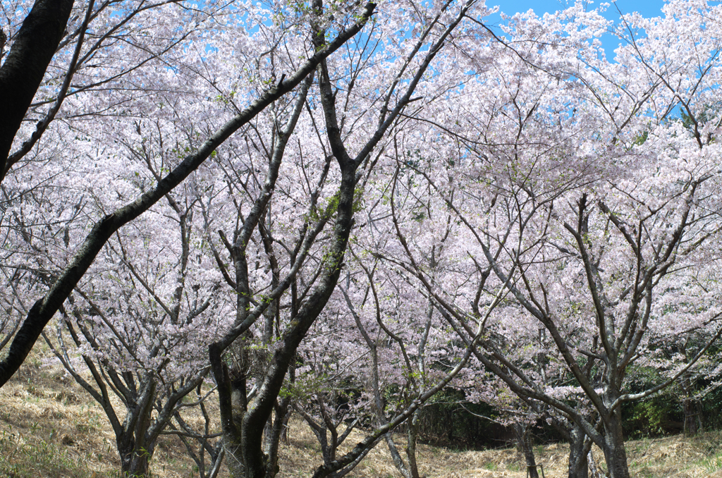 今年の桜