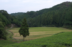 山添村の一本杉２