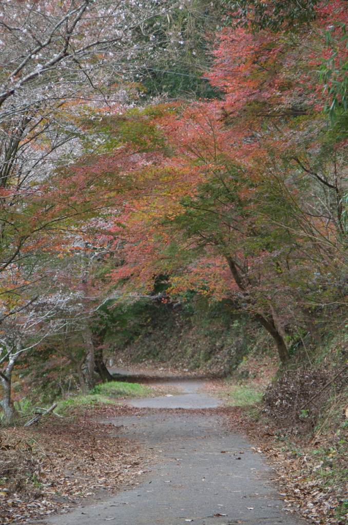 四季桜２