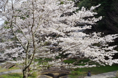2025年の桜