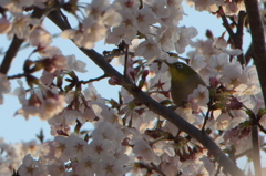 2019年の桜　８