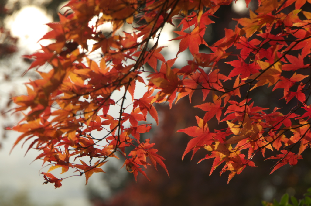 九品寺　紅葉２