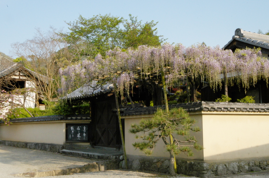 當麻寺　ふじ棚
