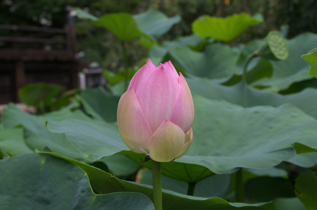 立本寺　蓮５