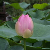 立本寺　蓮５