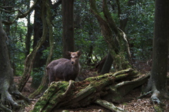 鹿さん　パチリ