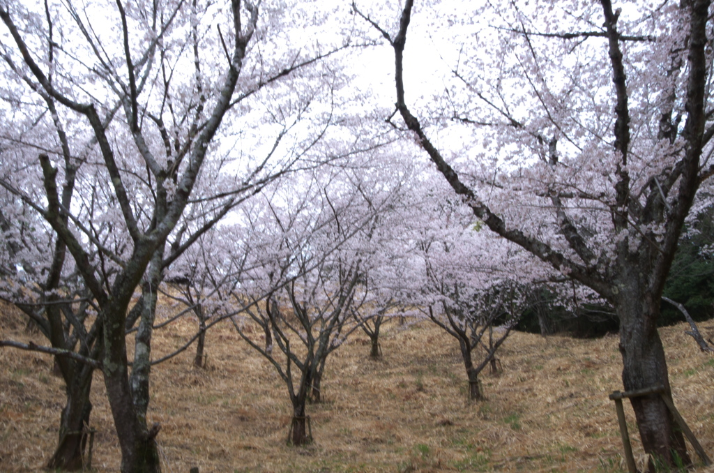 2022年の桜２