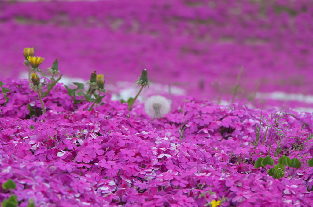 花夢の里２