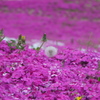 花夢の里２