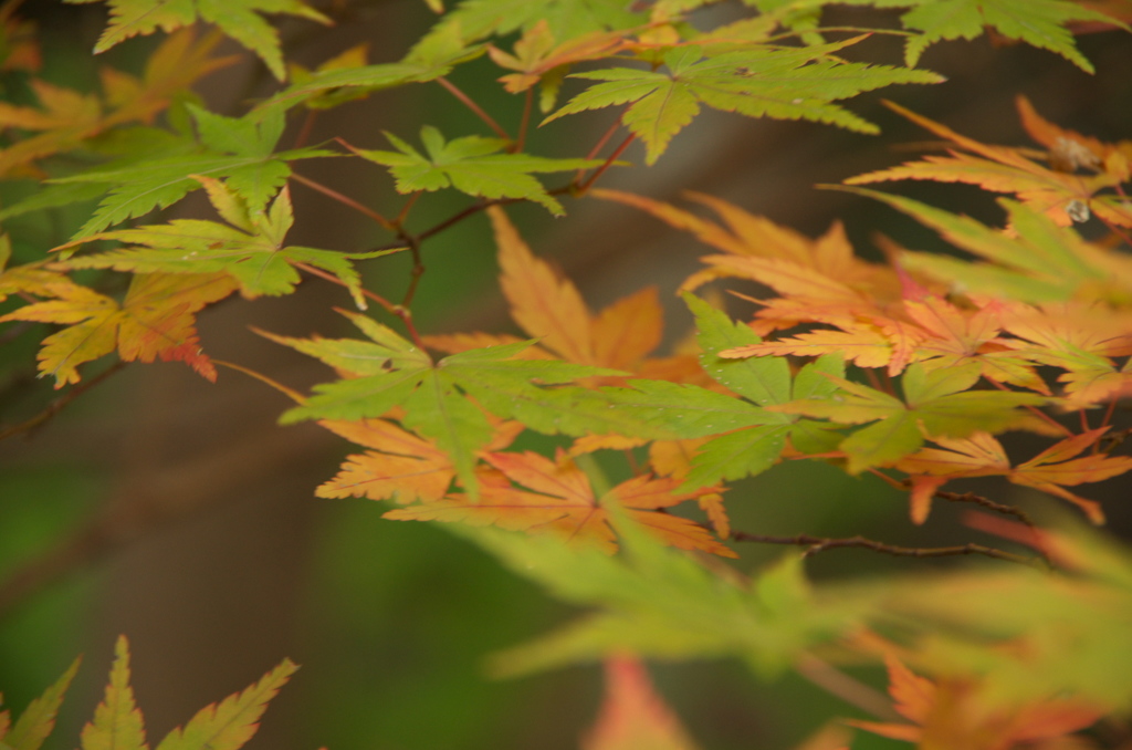 九品寺紅葉もう少し