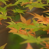 九品寺紅葉もう少し