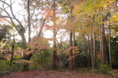 今年も紅葉してくれました