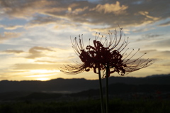 九品寺彼岸花３
