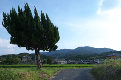 風は右から