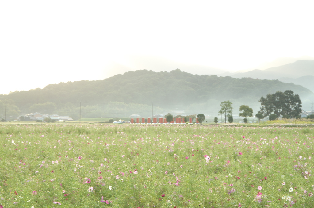 藤原京の風景１