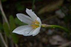 奥さんのお花　撮りたかったのは水玉ですが。。