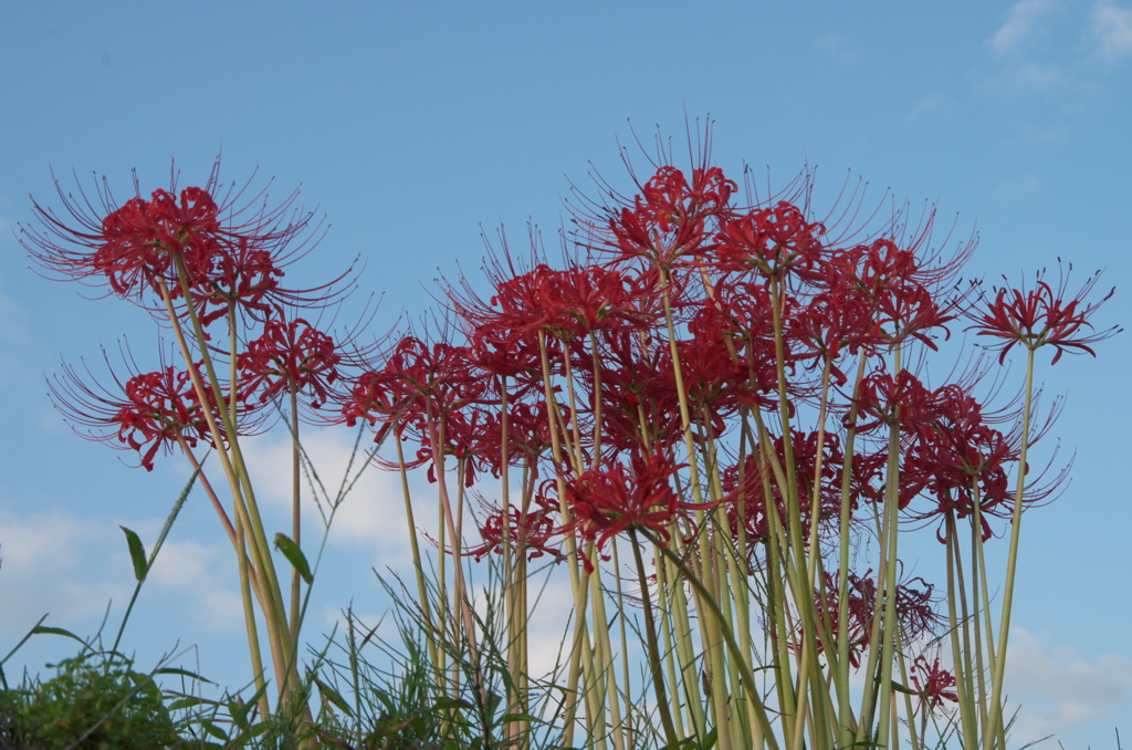 青空と彼岸花