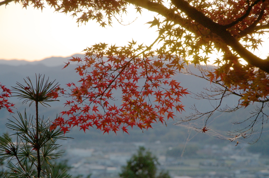 九品寺　紅葉　2018