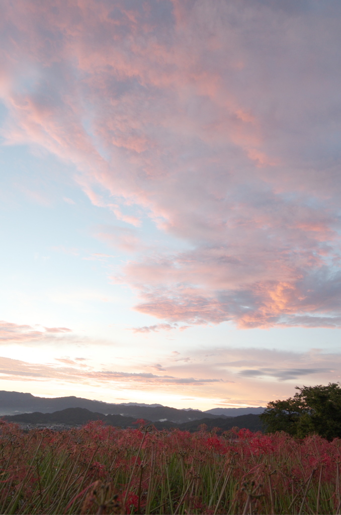 九品寺彼岸花１