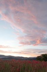 九品寺彼岸花１