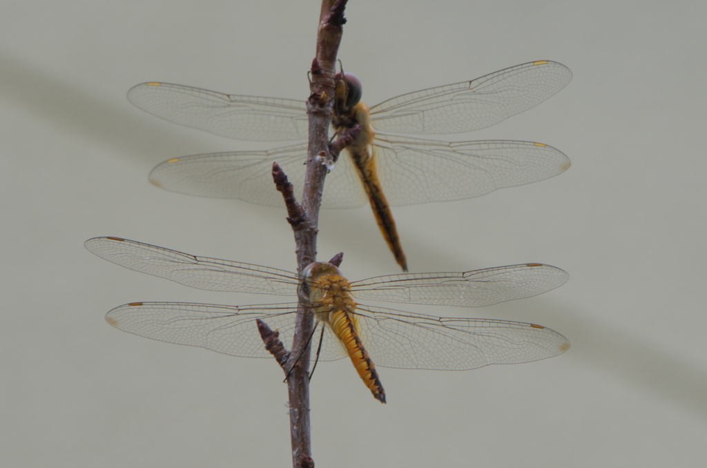 ご夫婦でしょうか