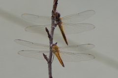 ご夫婦でしょうか