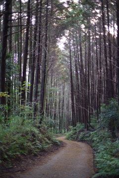 朝の散歩道少し秋色1