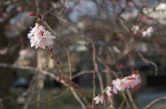 京都二条公園の桜１