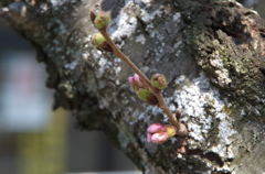 桜つぼみ２