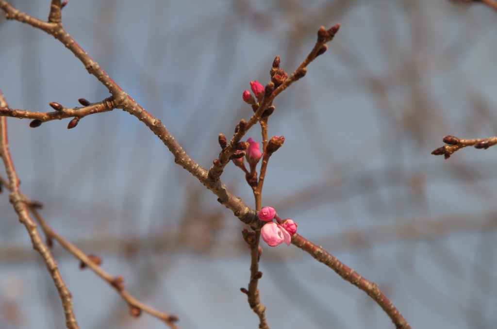 京都二条公園の桜３