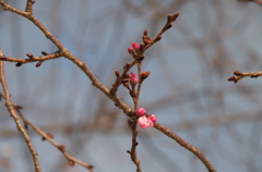 京都二条公園の桜３