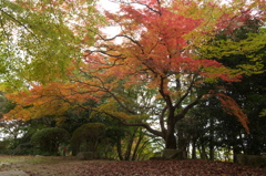 九品寺　紅葉　そろそろでしょうか