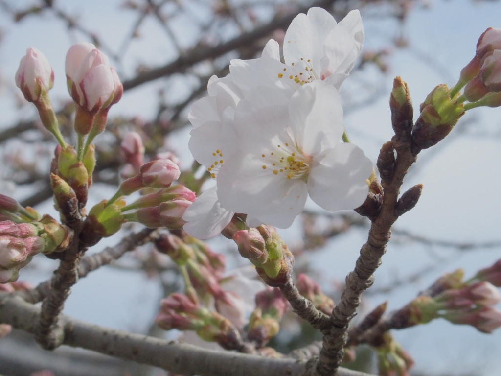 當麻寺の桜