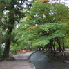 上賀茂神社２